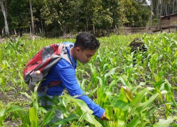 POPT Kintom Aktif Lakukan Pemantauan Perkembangan Hama Tanaman di Lahan Petani