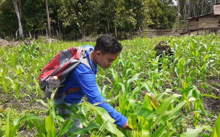 Teguh, seorang Pengamat Organisme Pengganggu Tumbuhan (POPT) Kecamatan Kintom saat sedang mengunjungi tanaman jagung milik petani.