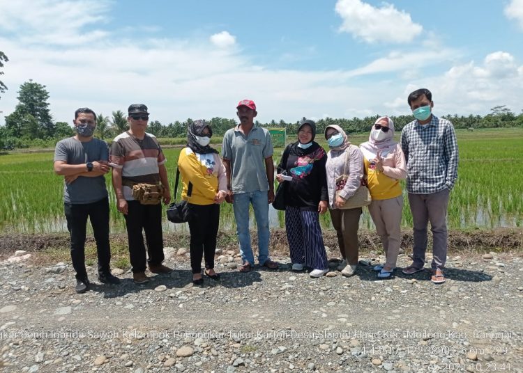 Kunjugan Kepala Bidang Tanaman Pangan Dinas TPHP Kabupaten Banggai, Nuzulisna Mantoh ke penangkar benih padi di Kecamatan Moilong dalam rangka monitoring persediaan benih padi tahun 2021