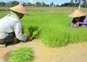 Kelompok Tani di Banggai Mulai Demplot IP400 Untuk Tingkatkan Produksi Padi