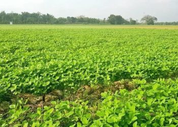 Kementan Tantang Petani di Banggai Tanam Kedelai