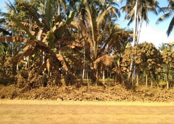 Petani Mulai Rasakan Dampak Buruk Tambang Nikel