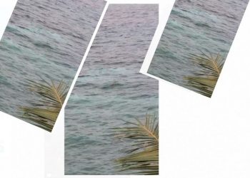 Heboh, Buaya Berukuran 1 Meter Terlihat di Laut Bintaro