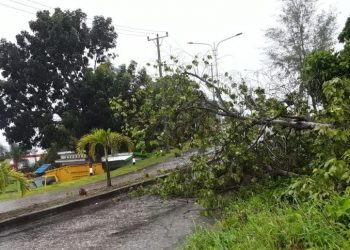Pohon Tumbang di Depan Kantor DLH Bangkep Akibat Hujan dan Angin Kencang