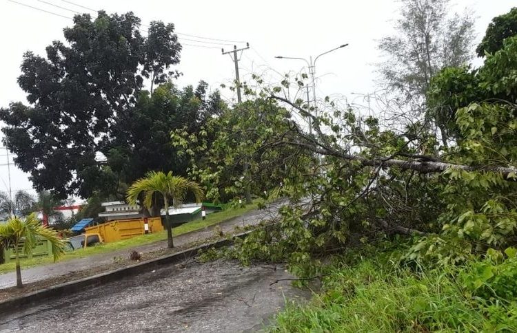 Hujan deras yang disertai angin kencang di wilayah Kabupaten Banggai Kepulauan pada Sabtu (03/7/2021) membuat sebuah pohon tumbang di kawasan jalur dua, di depan kantor Dinas Lingkungan Hidup Kabupaten Banggai Kepulauan.