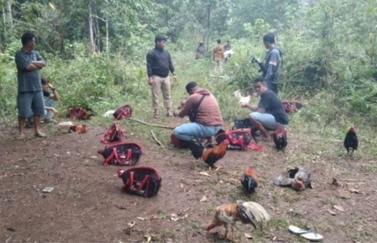 Polsek Totikum menangkap basah 10 ( sepuluh ) orang dalam  praktek perjudian sabung ayam di sebuah lokasi desa Sampaka Kecamatan Totikum, Rabu (21/07/21).