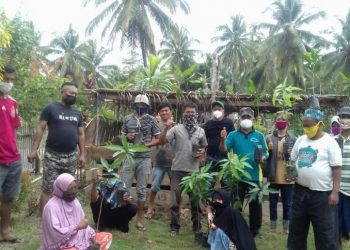 Dinas TPHP Salurkan Bibit Mangga dan Alpukat di Tiga Kecamatan