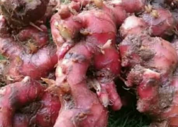 Boleh di Coba, Inilah Beberapa khasiat Jahe Merah Bagi Kesehatan