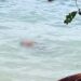 Sosok Mayat Ditemukan Mengapung Di Laut Salakan