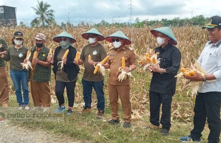 Bupati Banggai Amirudin saat menghadiri panen perdana program satu juta 1 pekarangan untuk komoditi jagung di Desa Cendara Pura Kecamatan Toili, Selasa (8/3/2022)