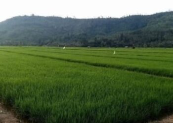 Lebih Dari 3000 Hektar Sawah Produktif di Masama Terancam Hancur, Bos PT ATN Janji Minimalisir Dampak Lingkungan