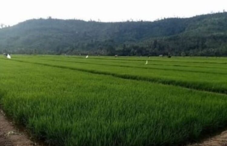 Areal persawahan di Masama terancam akan tertimbun sedimentasi dari aktivitas pertambangan di wilayah Kecamatan Masama.