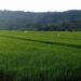 Lebih Dari 3000 Hektar Sawah Produktif di Masama Terancam Hancur, Bos PT ATN Janji Minimalisir Dampak Lingkungan