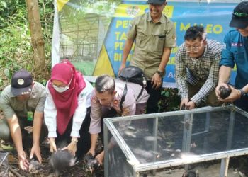 PT.PAU Gelar Penanaman Pohon dan Lepas Liarkan Burung Maleo