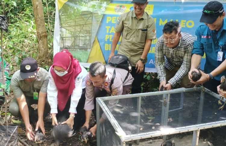 ESSA PT. Panca Amara Utama, kembali lepas liarkan Burung Maleo sebanyak 31 anakan maleo di Kawasan Suaka Margasatwa Bakiriang Kecamatan Moilong, Kabupaten Banggai Sulawesi Tengah, Senin (1/8/2022)