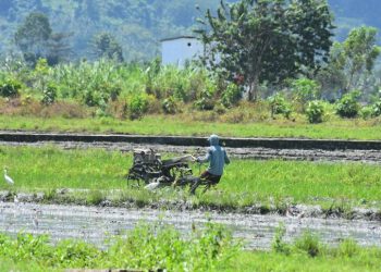 Pemda Banggai Gelontorkan Rp111 Miliar Anggaran Untuk Urusan Pertanian dan Peternakan di Tahun 2022