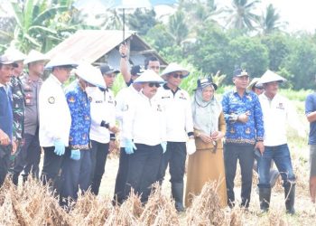 Bupati Banggai Hadiri Panen Raya Kedelai di Desa Sindang Baru