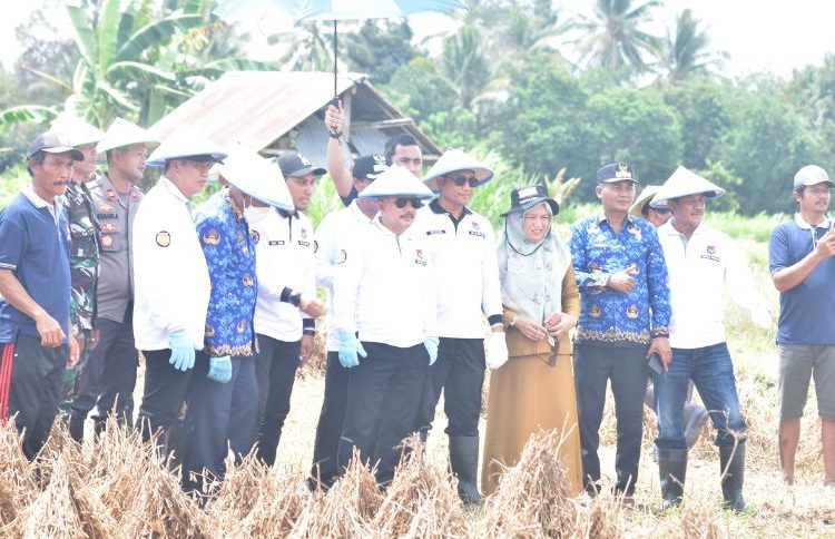 Bupati Banggai Amirudin Tamoreka saat menghadiri panen raya tanaman kedelai di Desa Sindang Baru, Kecamatan Toili, Senin (19/12/2022)