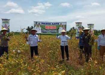 Dinas TPHP Banggai Gelar Panen Raya Kedelai di Desa Sindang Baru