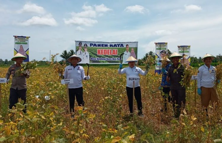 Bupati Banggai Amirudin Tamoreka saat menghadiri panen raya tanaman kedelai di Desa Sindang Baru, Kecamatan Toili, Senin (19/12/2022)