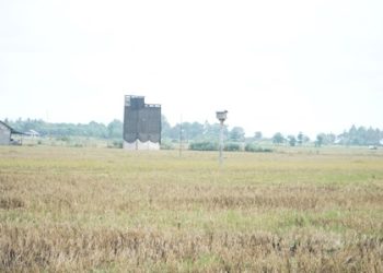 Kolaborasi JOB Tomori dan Petani Sumberharjo Berhasil Atasi Hama Tikus Dengan Budidaya Burung Hantu