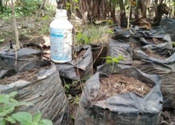 Warga Toili Akui Program Satu Juta Satu Pekarangan Belum Memberikan Manfaat