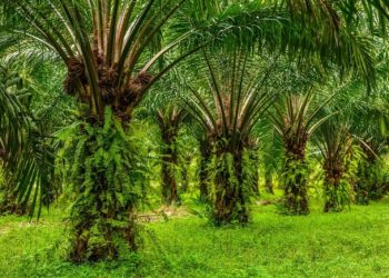 Pernyataan Bupati Amirudin Soal Izin HGU PT.KLS Dinilai Tendensius