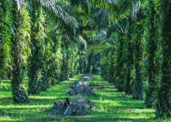 Izin HGU PT.KLS dan Tuduhan Perampasan Tanah Selalu ‘Digoreng’ Untuk Kepentingan Politik