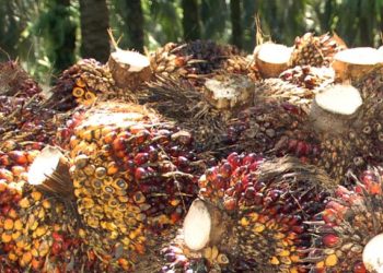 Diisukan Harga Sawit PT KLS Murah, Apkasindo Justru Sebut Lebih Mahal