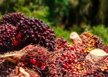 Tuduhan Kepada PT KLS Selalu “Mentah”, Potongan Biaya Pembayaran TBS Diputuskan Melalui Musyawarah Petani