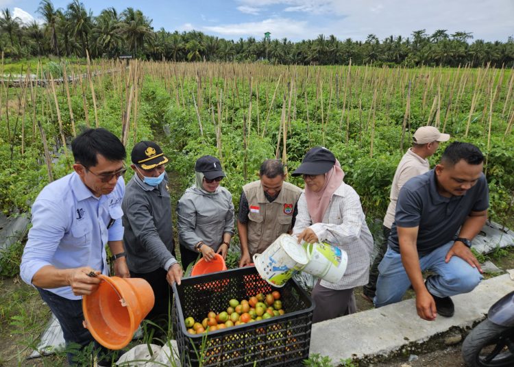JOB Pertamina-Medco E&P Tomori Sulawesi (JOB Tomori) menghadiri acara panen raya bersama yang di laksanakan oleh kelompok tani dan Pemda Banggai di Desa Karanganyar, Kecamatan Moilong, Banggai, pada Kamis (31/72025) lalu.