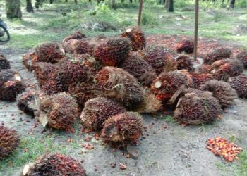 Pencurian Buah Sawit Di Wilayah Baturube Makin Parah, Laporan Petani ke Polisi Jalan Ditempat