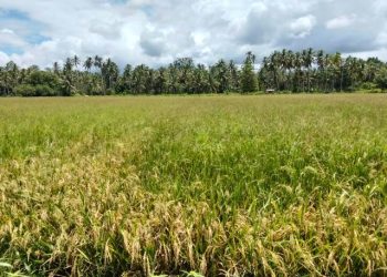 Petani di Masama Alami Kerugian Akibat Serangan Hama Tikus