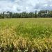 Petani di Masama Alami Kerugian Akibat Serangan Hama Tikus